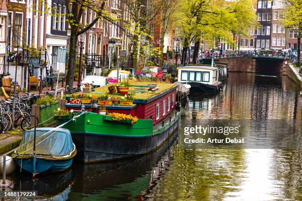 idyllic view of the canals of amsterdam with hippie boat covered with flowers and plants in slow life city style. - amsterdam spring stock pictures, royalty-free photos & images