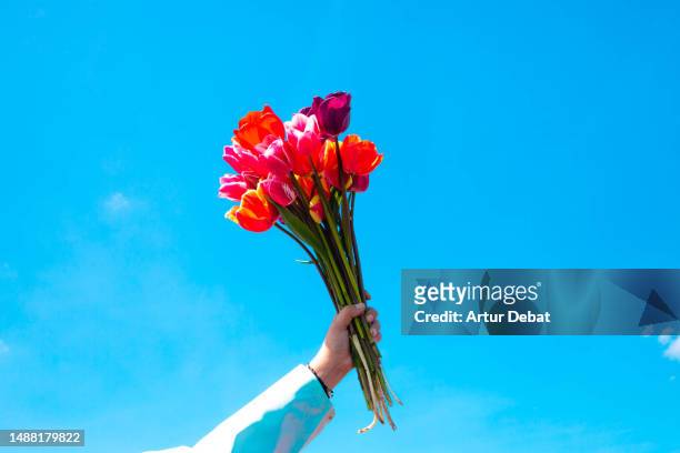 holding a bouquet of tulips in the air against the blue sky in the netherlands. - flower arm fotografías e imágenes de stock