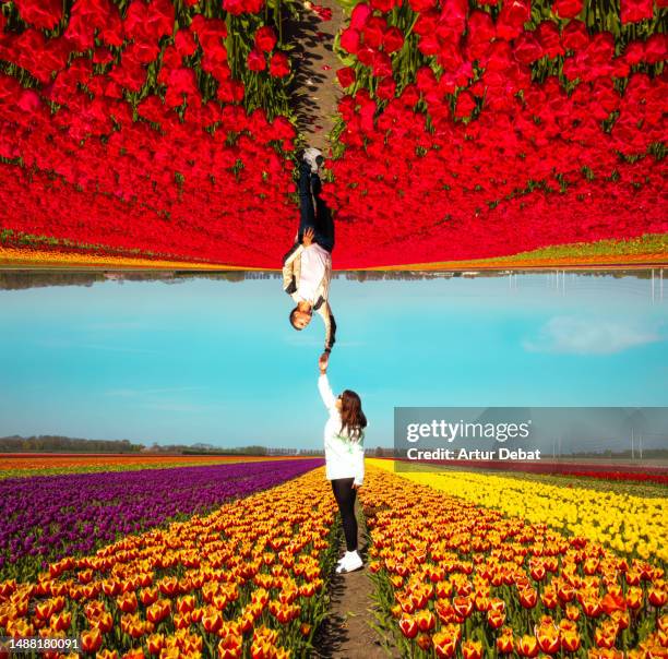 creative composition of a couple holding hands upside down from different flower fields in the netherlands. - upside down perspective stock pictures, royalty-free photos & images
