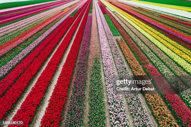 abstract aerial view of the colorful tulip fields in bloom with strong vanishing point in the north holland. netherlands. - frühlings kollektion stock-fotos und bilder