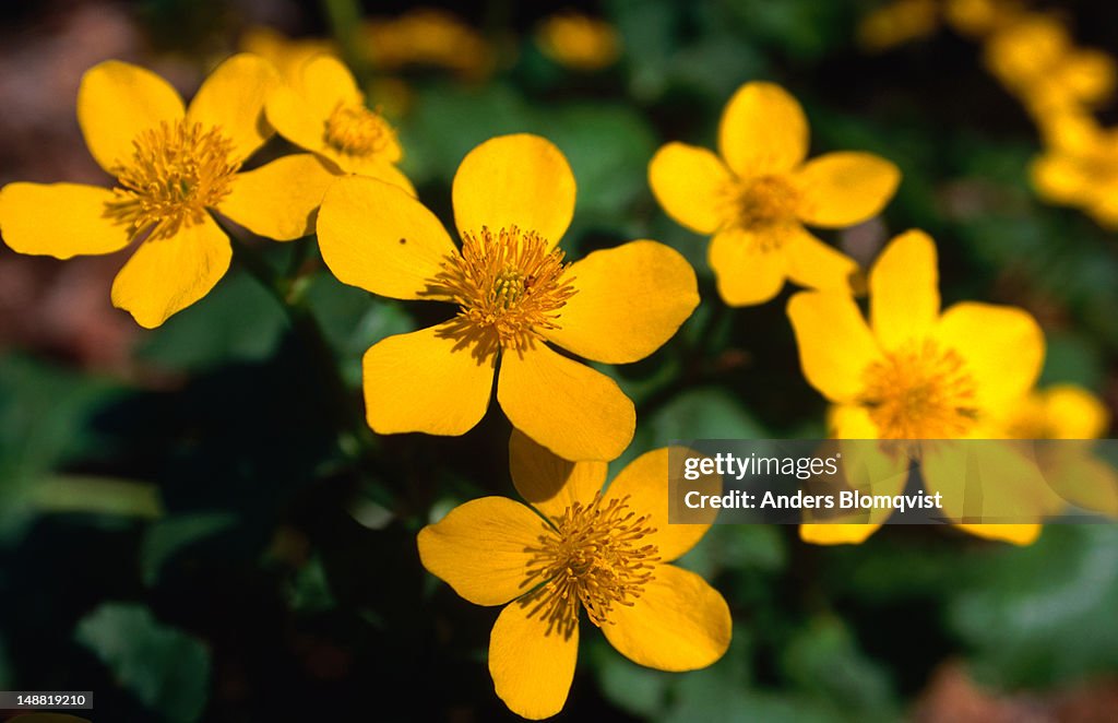 Marsh Marigolds (Caltha palustris) adds colour to the Skane marshes in spring.