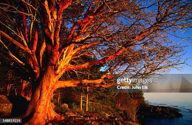 the brilliant red bark of the madrone tree (arbutus menziesii) in puget sound. the name is derived from the spanish term madrono, meaning 'strawberry tree'. - pacific madrone stockfoto's en -beelden