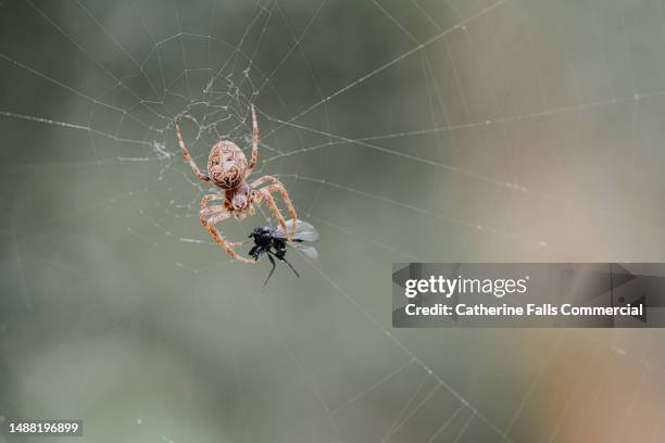 a european garden spider catching and attacking a hawthorn fly - aranha de jardim - fotografias e filmes do acervo