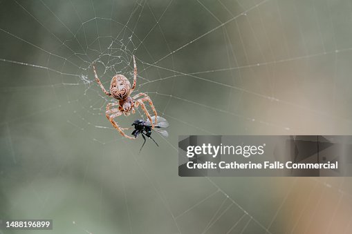 A European garden spider catching and attacking a hawthorn fly A European garden spider catching and attacking a hawthorn fly