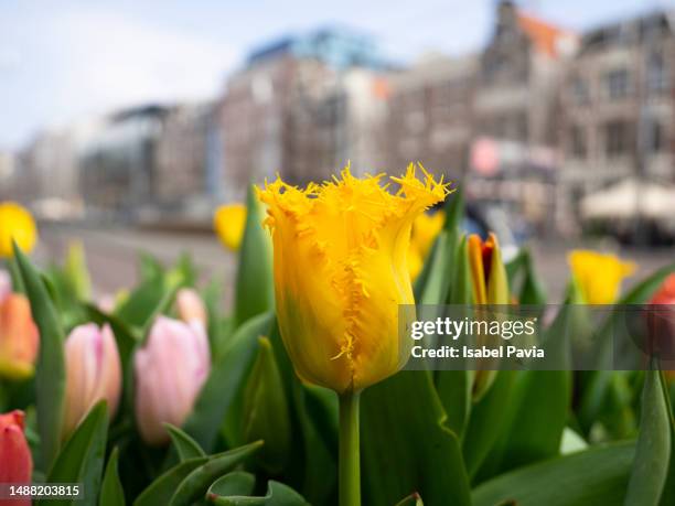 tulips flowers in amsterdam, netherlands - yellow tulip stock pictures, royalty-free photos & images