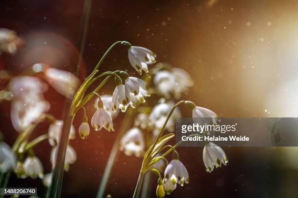 galanthus - snowdrops stockfoto's en -beelden