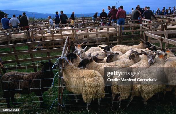 farmers inspect sheep in pens at a sheep auction. - ballycastle stock pictures, royalty-free photos & images