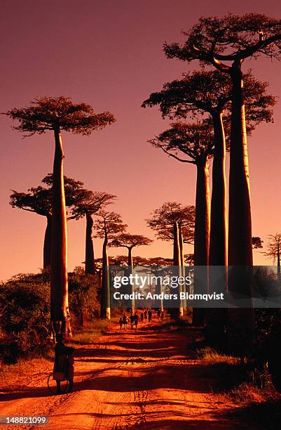 baobabs (adansonia grandidieri) on avenue du baobab at sunset. - baobab stock pictures, royalty-free photos & images