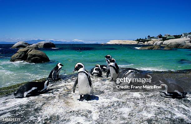 colony of penguins on boulder beach, simonstown. - ciudad del cabo fotografías e imágenes de stock