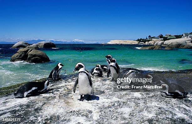 colony of penguins on boulder beach, simonstown. - città del capo foto e immagini stock