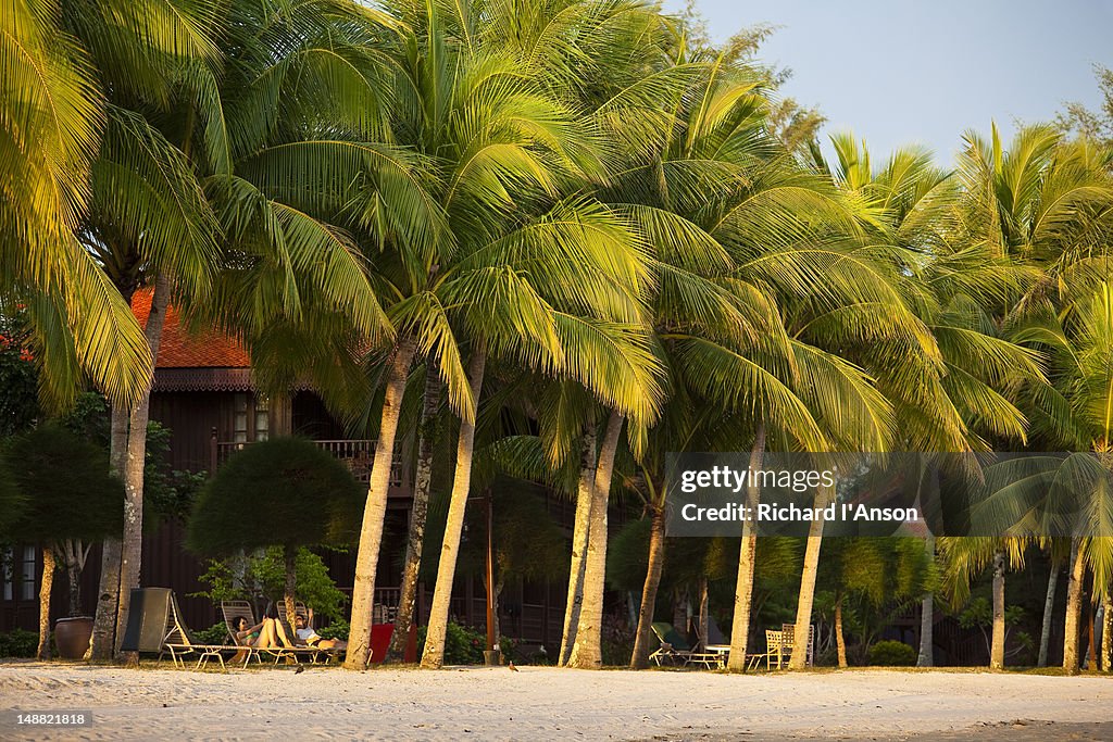 Palms and resort on beach.