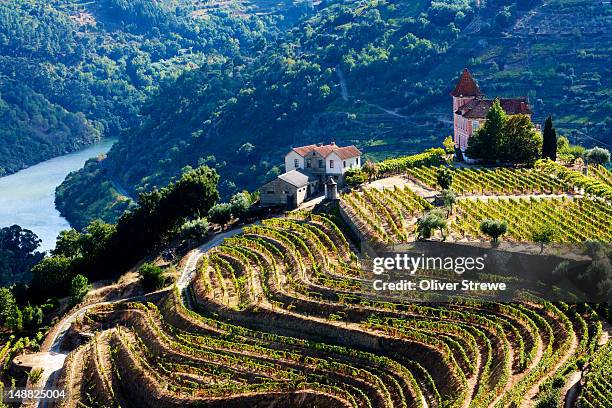 terraced vineyards of douro river valley. - douro river bildbanksfoton och bilder