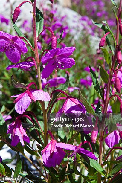 dwarf fireweed in bhyundar valley. - valley of flowers uttarakhand stock pictures, royalty-free photos & images