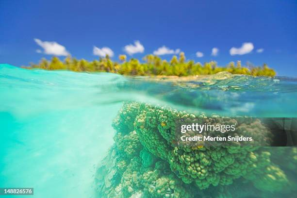 underwater coral and motu on surface of the blue lagoon. - polynesia stock pictures, royalty-free photos & images