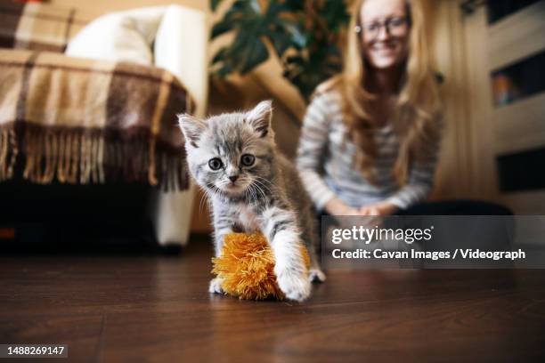 homemade scottish straight kitten is playing - kitten stockfoto's en -beelden