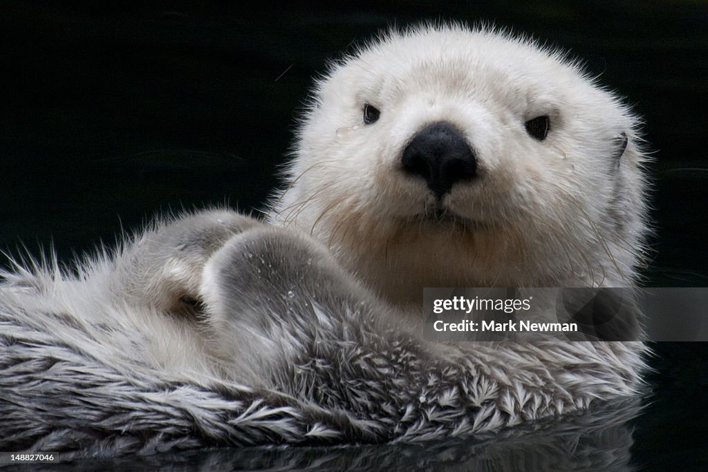 Sea otter.