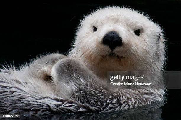 sea otter. - sea otter (enhydra lutris) stock pictures, royalty-free photos & images