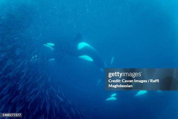 orcas gather herring in a norwegian fjord - killer whale stock pictures, royalty-free photos & images