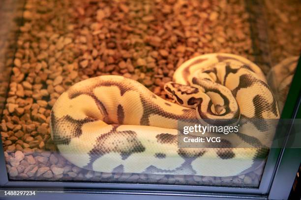 Burmese python is seen during 3rd The One Pet Show on May 6, 2023 in Shanghai, China.