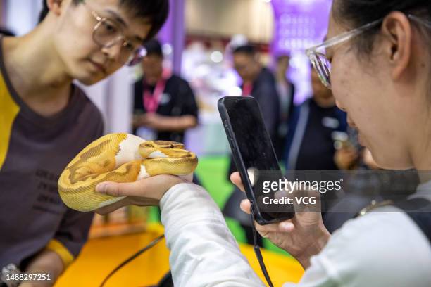 Visitor takes a photo of a Burmese python during 3rd The One Pet Show on May 6, 2023 in Shanghai, China.
