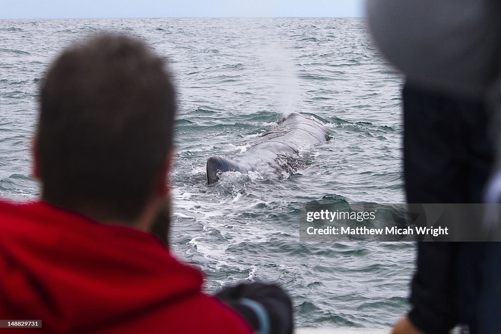 A dolphin expidition boat spots a whale along their path in Kaikoura