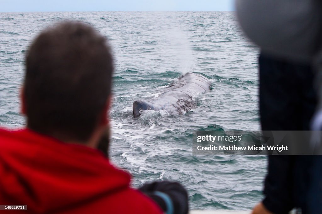 A dolphin expidition boat spots a whale along their path in Kaikoura