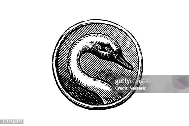swan - schwan stock-grafiken, -clipart, -cartoons und -symbole