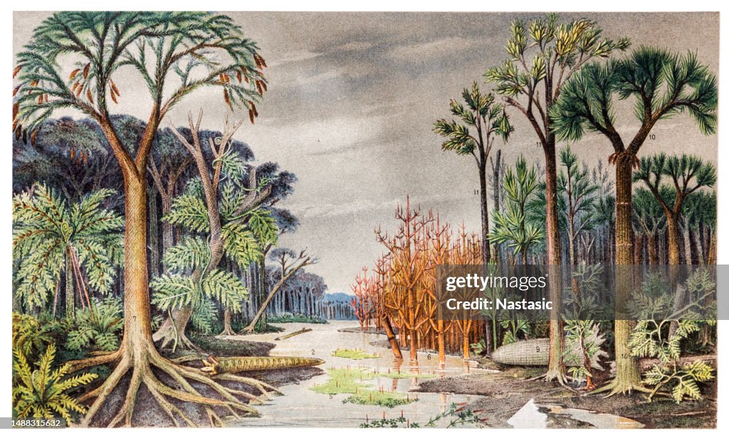 Coal flora ,Plants of the hard coal time