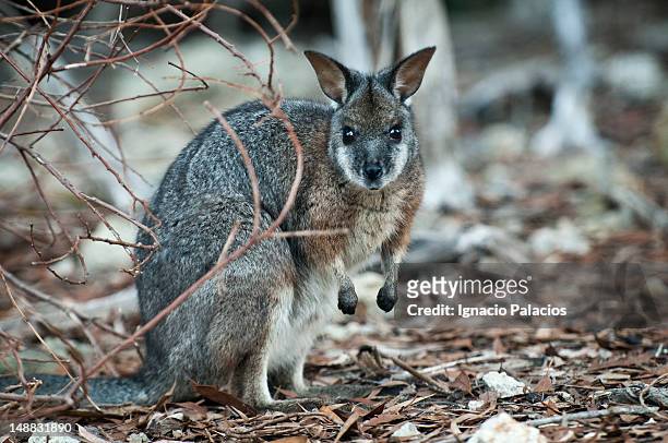 wallaby (macropod). - wallaby foto e immagini stock