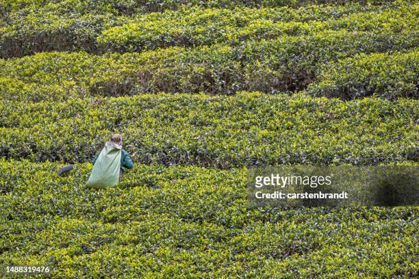 mujer recogiendo camiseta en un exuberante campo de té - tee srilanka fotografías e imágenes de stock