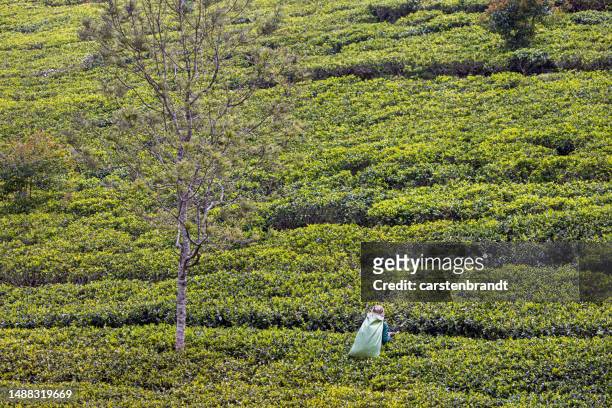 mujer recogiendo camiseta en un exuberante campo de té - tee srilanka fotografías e imágenes de stock