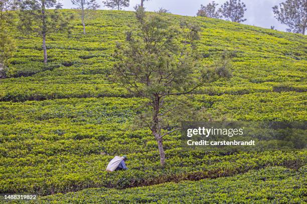 mujer recogiendo camiseta en un exuberante campo de té - tee srilanka fotografías e imágenes de stock