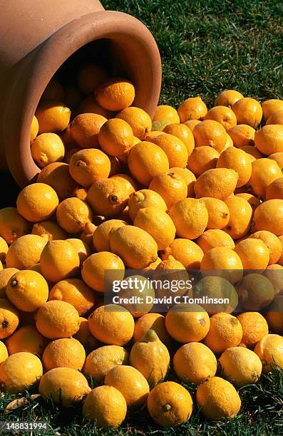 lemons spilling from jar at lemon festival. - menton stock pictures, royalty-free photos & images