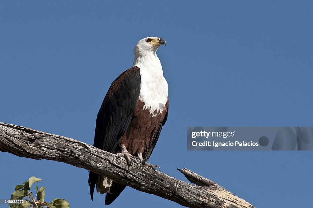 African fish eagle.