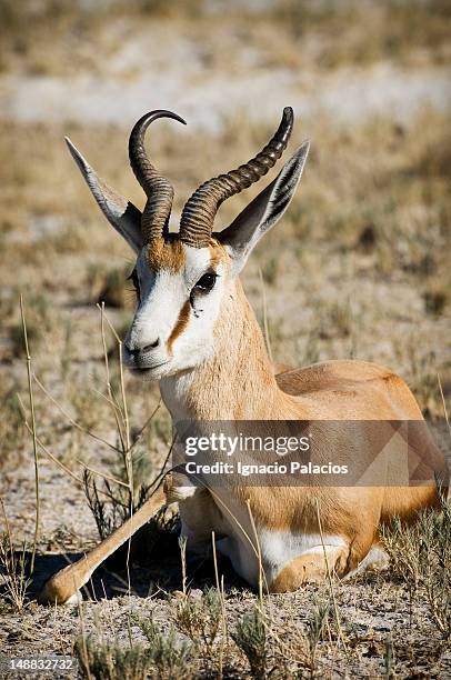 Springbok Rib Cage 3,561 Springbok Head Stock Photos, High-Res Pictures, and Images ...