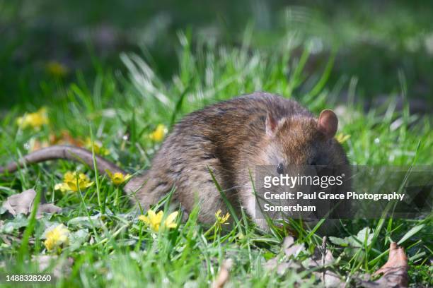 brown rat in a garden. - 大型のネズミ ストックフォトと画像