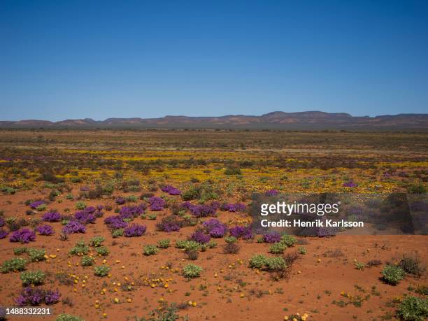 spring flowers in bloom in namaqualand, south africa - 半沙漠高原 個照片及圖片檔