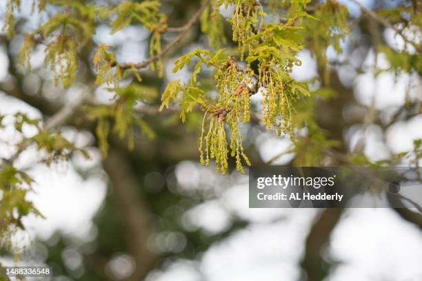 new english oak flowers and leaves - common oak stock pictures, royalty-free photos & images