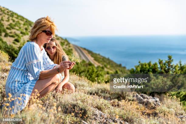 mother and daughter picking wild aromatic herbs  growing on the mediterranean coastline hills, croatia - strawflower stock pictures, royalty-free photos & images