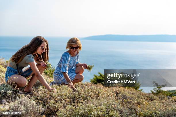 mother and daughter picking wild aromatic herbs  growing on the mediterranean coastline hills, croatia - croatia girls stock pictures, royalty-free photos & images