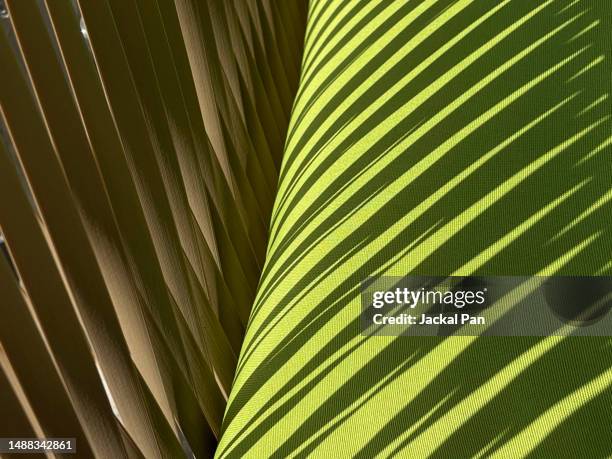 art of light and shadow - bamboo stock pictures, royalty-free photos & images