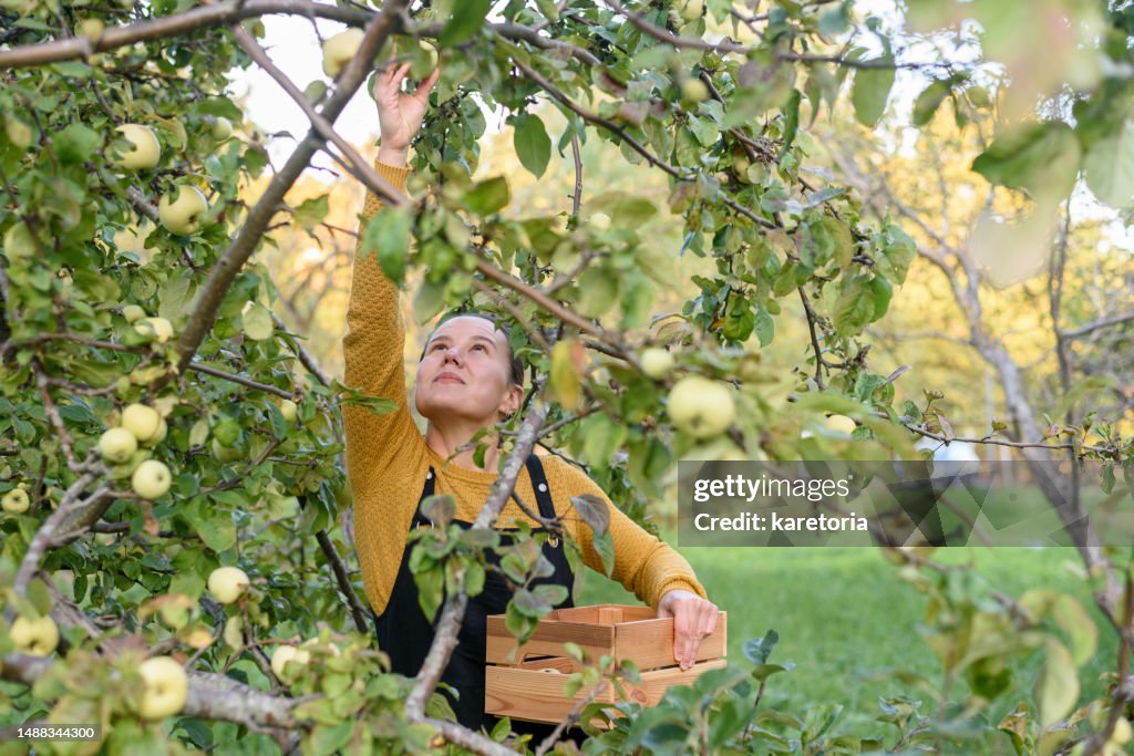 Woman picking apples from tree
