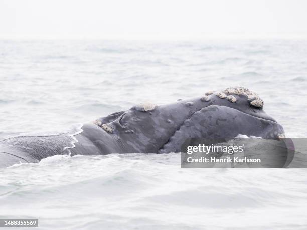 southern right whale (eubalaena australis) in false bay - southern right whale stock pictures, royalty-free photos & images