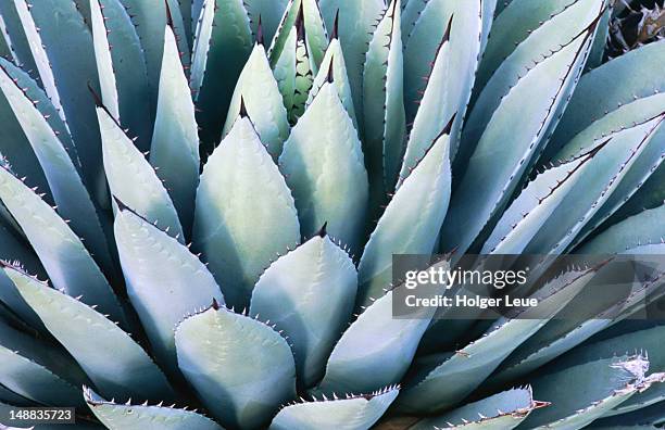 agave parryi. - parque nacional de las montañas de guadalupe fotografías e imágenes de stock