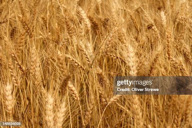 wheat field. - ear of wheat stock pictures, royalty-free photos & images