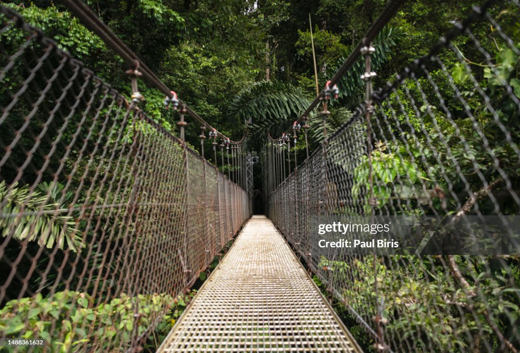 Empty footbridge in forest, Costa Rica