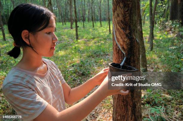 a girl collects rubber from a rubber tree - látex fotografías e imágenes de stock