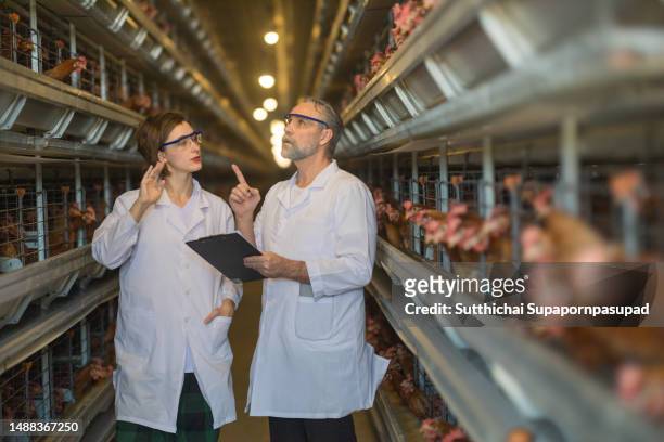 two veterinarian working in industry chicken farm with digital tablet for checking the quality of egg. - chonburi province stock photos et images de collection