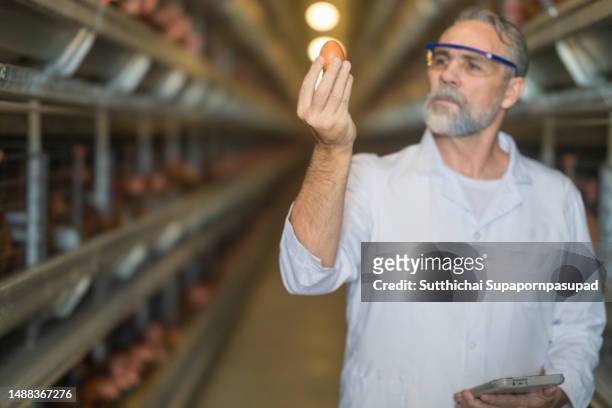 a male veterinarian working in industry chicken farm with digital tablet for checking the quality of egg. - hatchery stock pictures, royalty-free photos & images