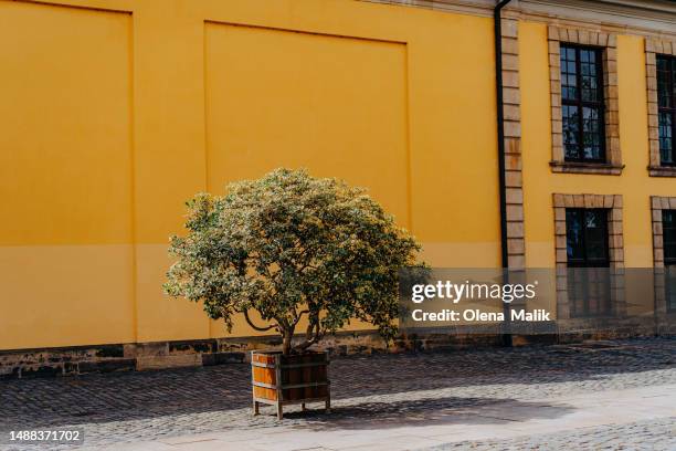 beautiful potted tree in front of yellow wall. - bicolor color imagens e fotografias de stock
